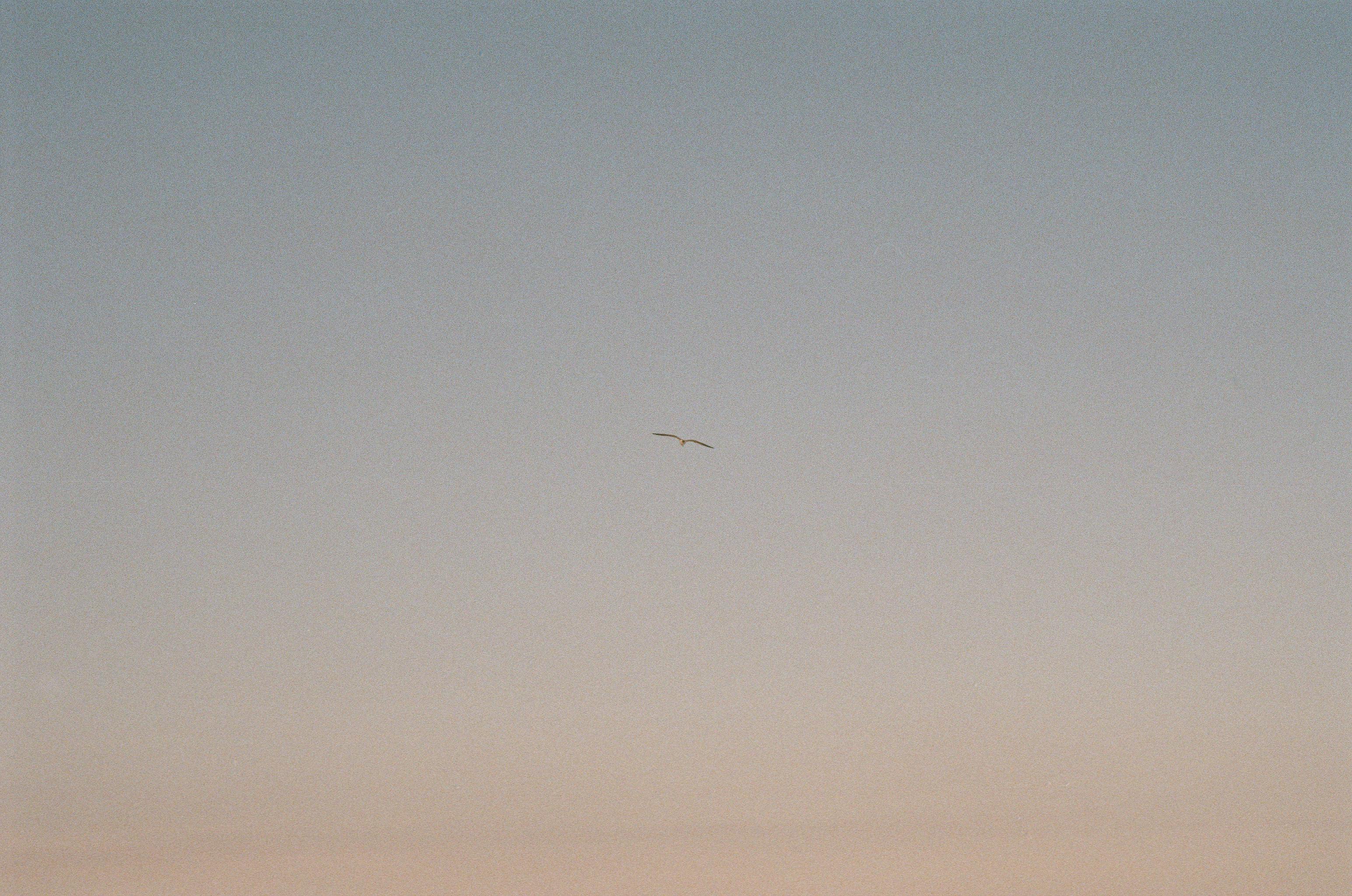 Single bird in flight below blue and yellow sky